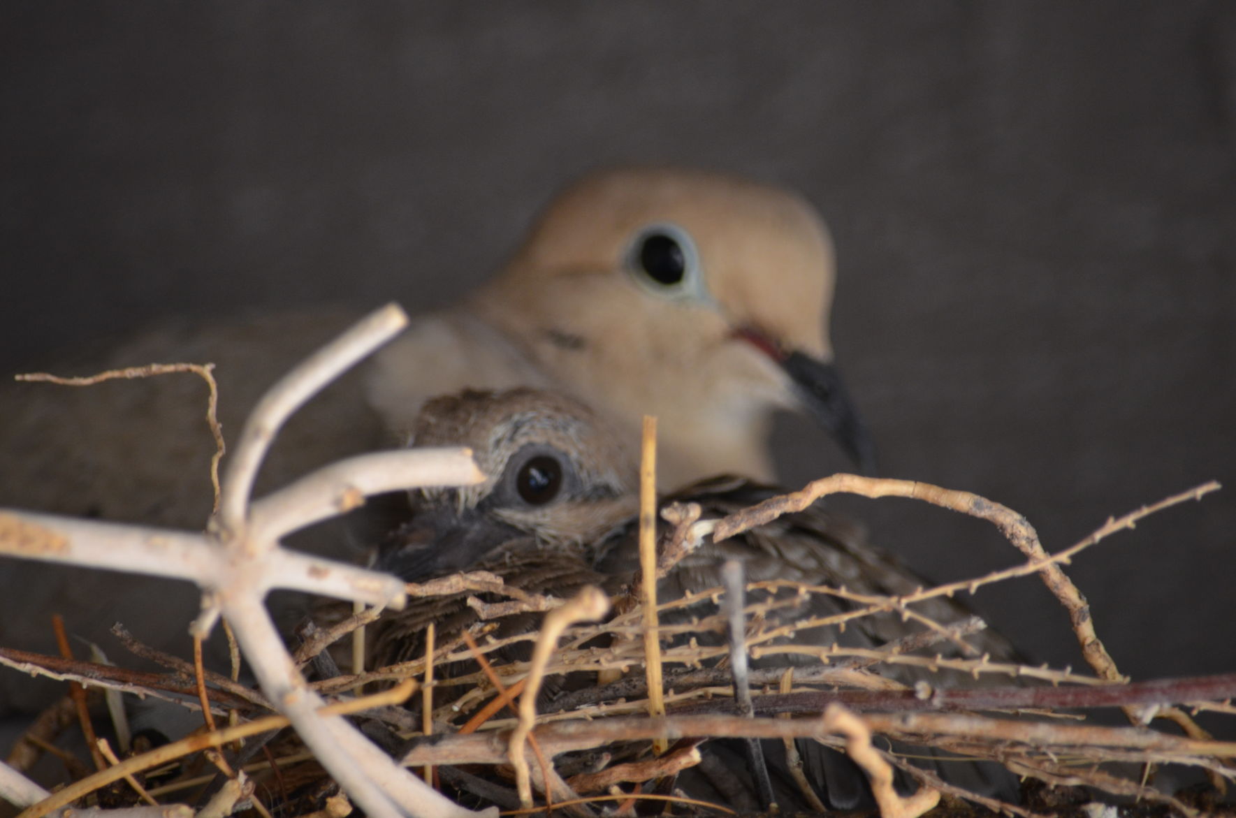 Southern Arizona Wildlife Babies
